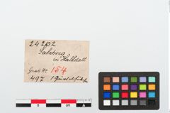 Etiketten zu Bronzegürtelhaken (NHMW-PRAE-024202)